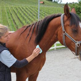 Katja Schnabel – Fasciadisc für Pferde
